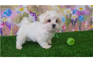 Henri - Maltese for sale
