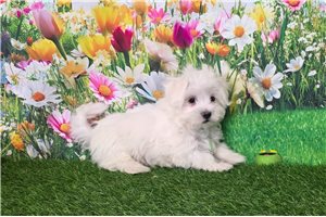 Gregory - Maltese for sale