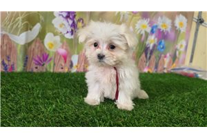 Kaylee - Maltese for sale