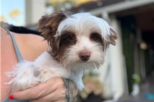 Joshua - Yorkshire Terrier - Yorkie for sale