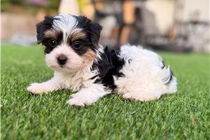 Kinsley - puppy for sale