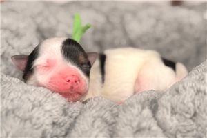 James - puppy for sale