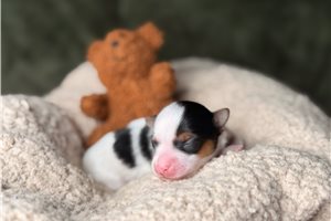 Juliana - Yorkshire Terrier - Yorkie for sale