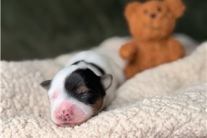 James - Yorkshire Terrier - Yorkie for sale