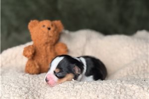 Kinsley - Yorkshire Terrier - Yorkie for sale