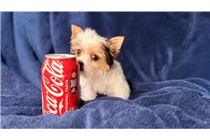 Juliana - Yorkshire Terrier - Yorkie for sale