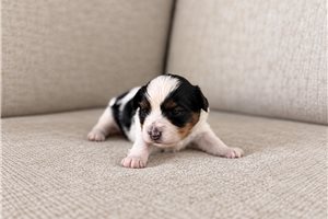 Monroe - Yorkshire Terrier - Yorkie for sale