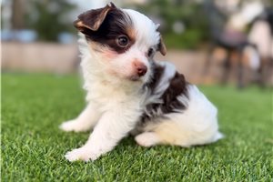 Kevin - puppy for sale