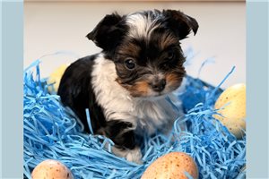Indiana - Yorkshire Terrier - Yorkie for sale