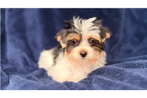 Kinsley - Yorkshire Terrier - Yorkie for sale