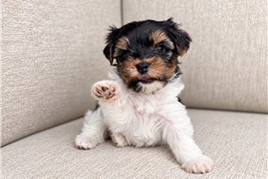 Leon - puppy for sale