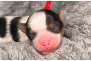 Juliana - puppy for sale