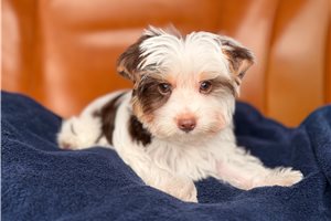 Joshua - Yorkshire Terrier - Yorkie for sale