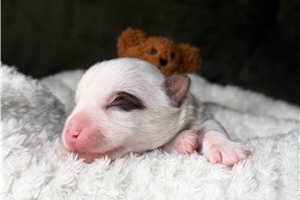 Joshua - Yorkshire Terrier - Yorkie for sale