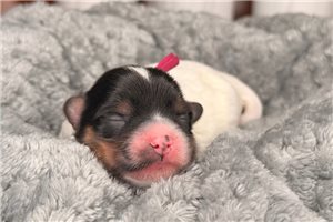Jane - puppy for sale