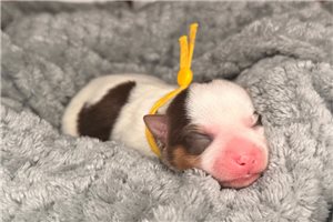 Joshua - Yorkshire Terrier - Yorkie for sale