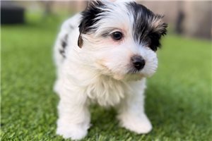 James - Yorkshire Terrier - Yorkie for sale