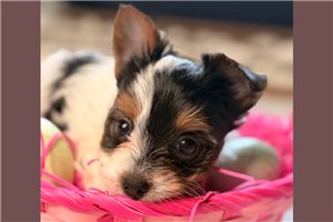Irene - Yorkshire Terrier - Yorkie for sale