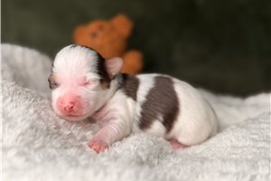 Kevin - puppy for sale