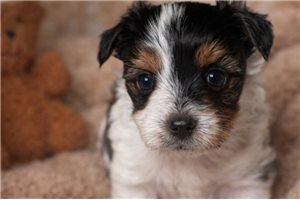 Irene - Yorkshire Terrier - Yorkie for sale