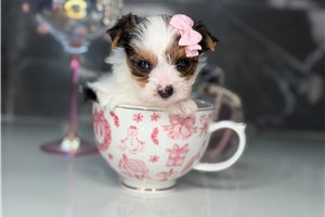 Juliana - Yorkshire Terrier - Yorkie for sale