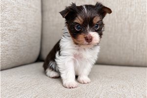 Lucian - puppy for sale