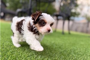 Joshua - puppy for sale