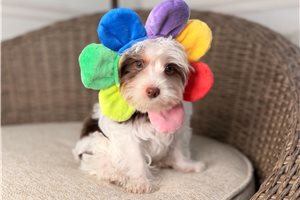 Joshua - Yorkshire Terrier - Yorkie for sale