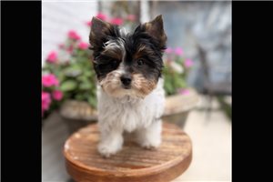Irene - Yorkshire Terrier - Yorkie for sale