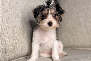 Kinsley - Yorkshire Terrier - Yorkie for sale