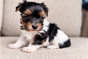 Lola - Yorkie for sale