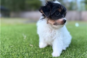 Jane - Yorkshire Terrier - Yorkie for sale