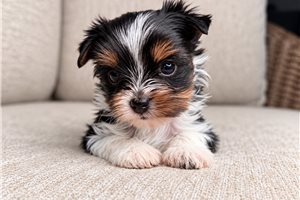 Lindsey - puppy for sale