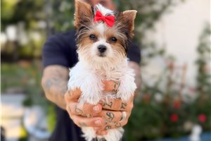 Juliana - Yorkshire Terrier - Yorkie for sale