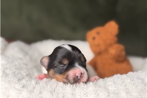 Jane - Yorkshire Terrier - Yorkie for sale