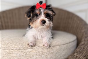 Kinsley - Yorkshire Terrier - Yorkie for sale