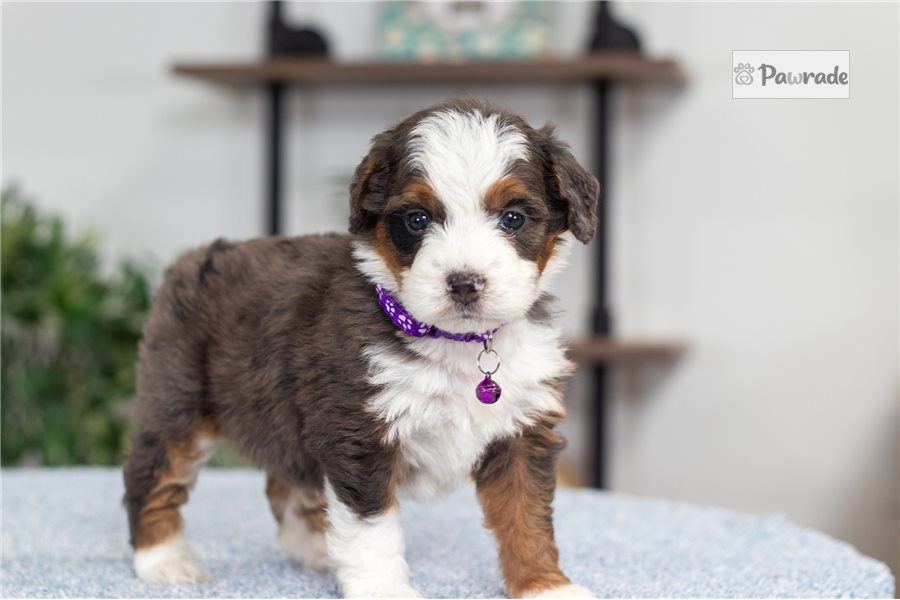 Kristina - Mini Bernedoodle for sale