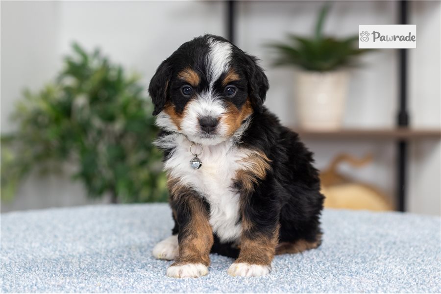 Katie - Mini Bernedoodle for sale