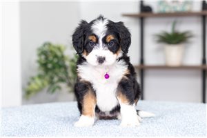 Odessa - Bernedoodle, Mini for sale