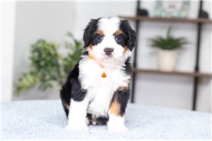 Osiris - puppy for sale