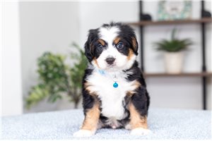 Oscar - Bernedoodle, Mini for sale