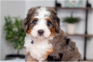 Nate - puppy for sale