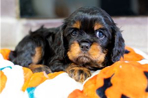 Paige - puppy for sale