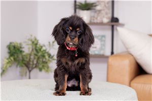 Patrick - puppy for sale