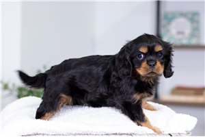 Pippa - Cavalier King Charles Spaniel for sale