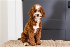 Issac - Cavapoo for sale