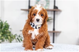 Issac - Cavapoo for sale