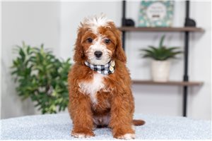 Issac - Cavapoo for sale
