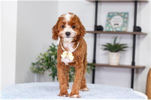 Issac - Cavapoo for sale