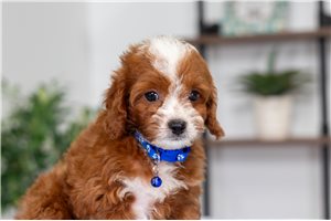 Issac - Cavapoo for sale